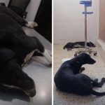 Investigan envenenamiento de dos perros en la colonia Peña