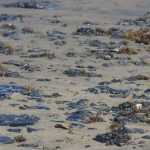 PEMEX admite ser responsable del derrame de crudo en el Golfo de México