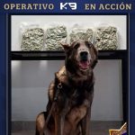  Binomio canino detecta presunta droga en empresa de paquetería 