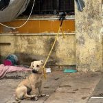 Crean en Campeche la nueva Vicefiscalía Especializada en Delitos contra Animales y el Medio Ambiente
