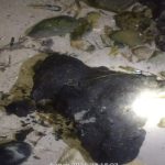 Descartan contaminación por hidrocarburos en playa Punta Xen