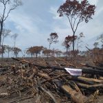 Arrasan con 205 hectáreas de selva en Campeche